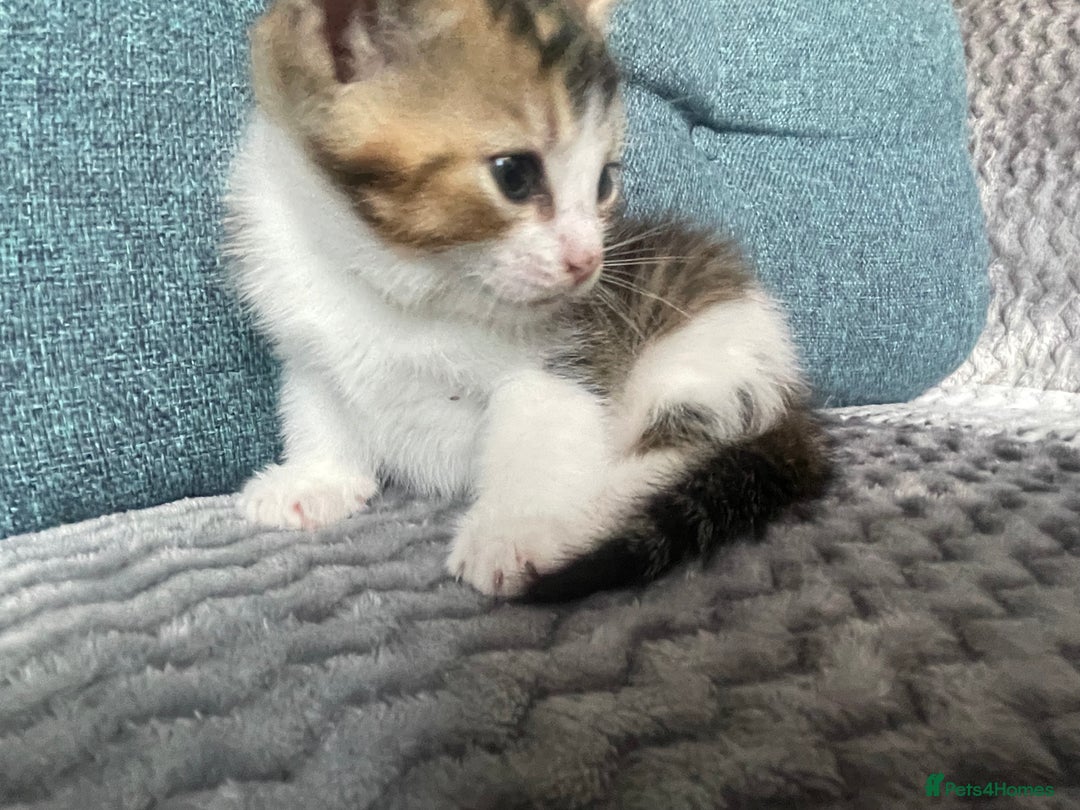 Mixed Breed cats for sale: KITTENS FOR SALE - Image 4