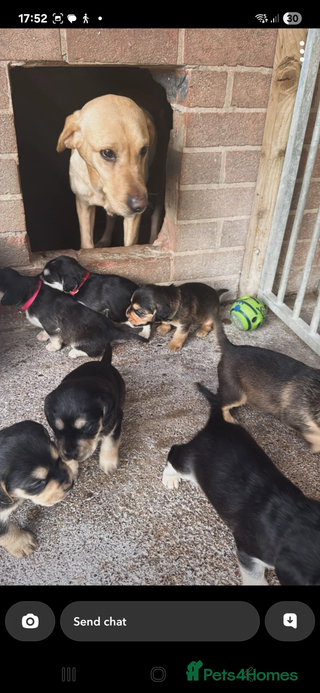 Cockerdor dogs for sale: Cockerdor Puppies - Advert 2