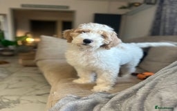 Goldendoodle dogs for sale: Golden Doodle Girl Ready Now - Image 6