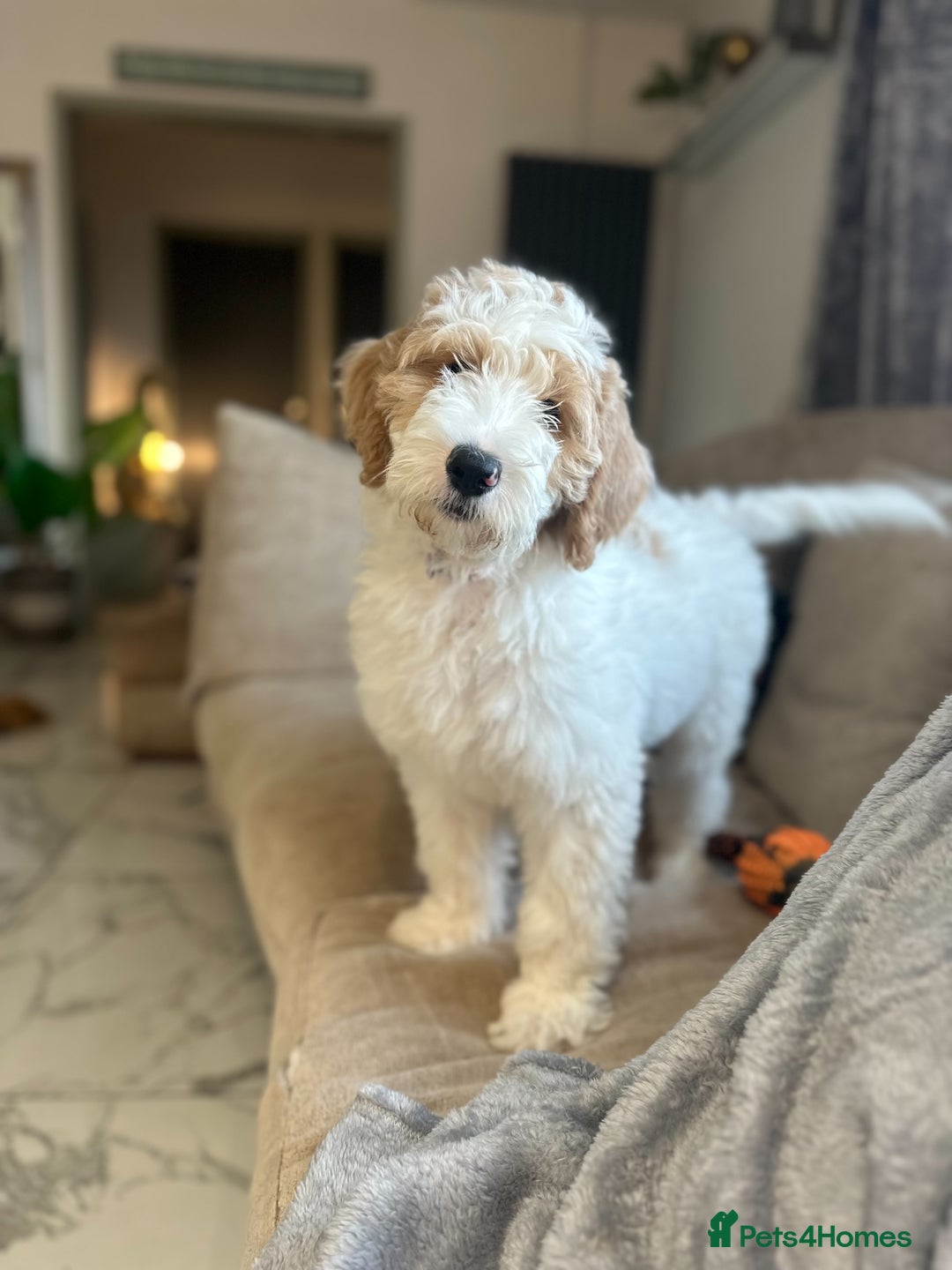 Goldendoodle dogs for sale: Golden Doodle Girl Ready Now - Image 6