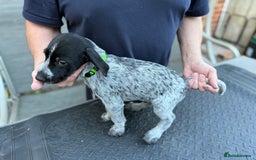 Mixed Breed dogs for sale: German shorthair pointer/wirehairpointer - Image 4