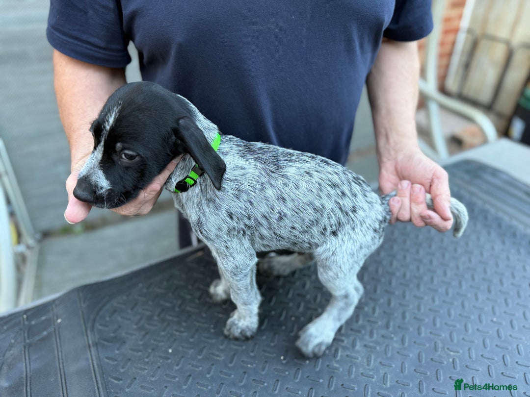 Mixed Breed dogs for sale: German shorthair pointer/wirehairpointer - Image 4