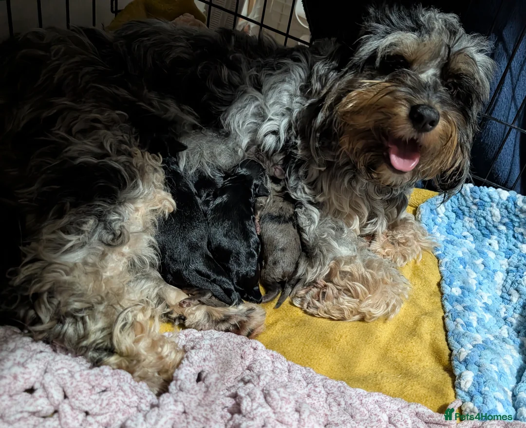 Cockapoo dogs for sale: F2b cockapoo pups Super Cute. Health test parents - Advert 4