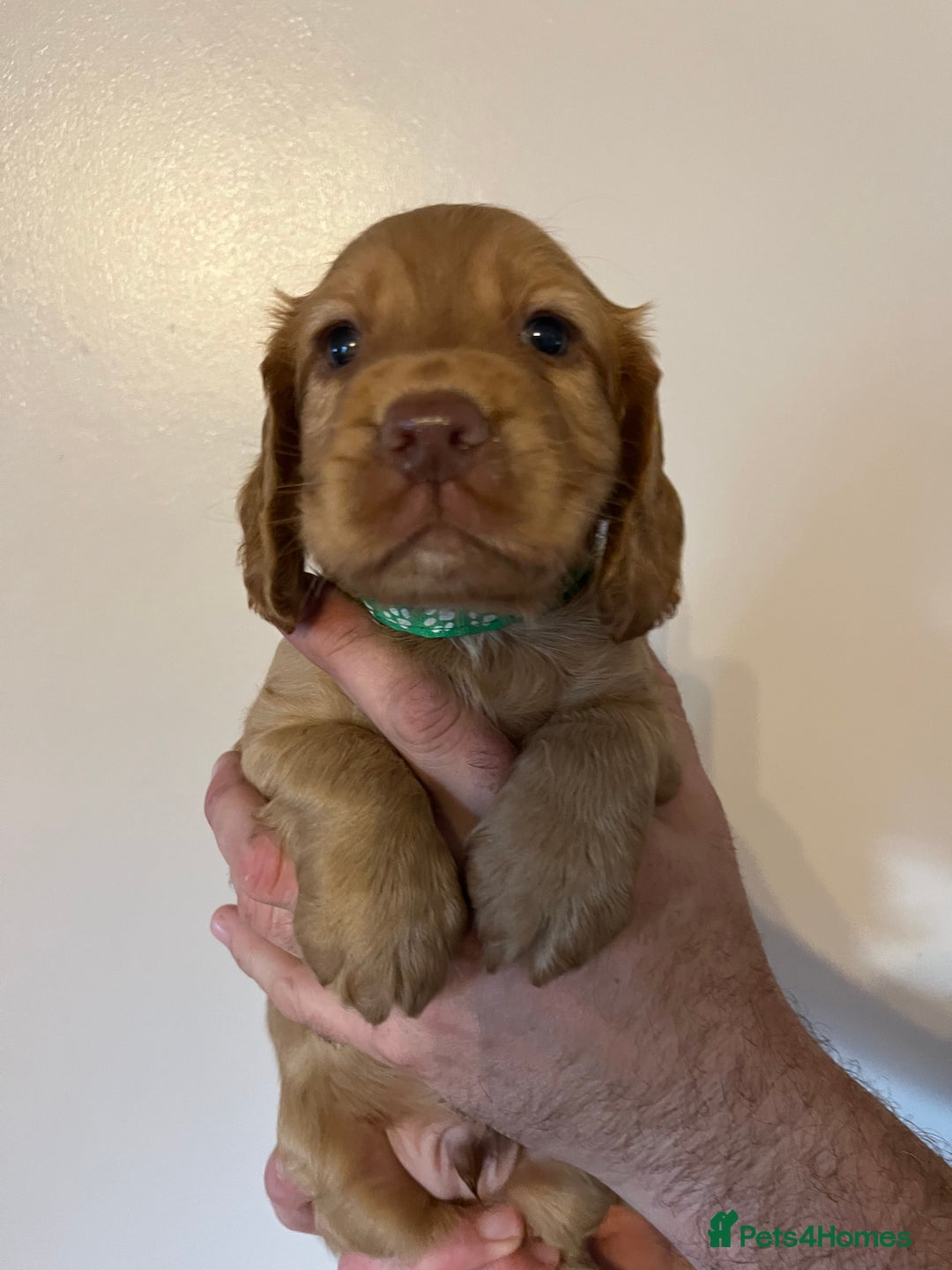 Cocker Spaniel dogs for sale: Cocker spaniel puppies - Image 12