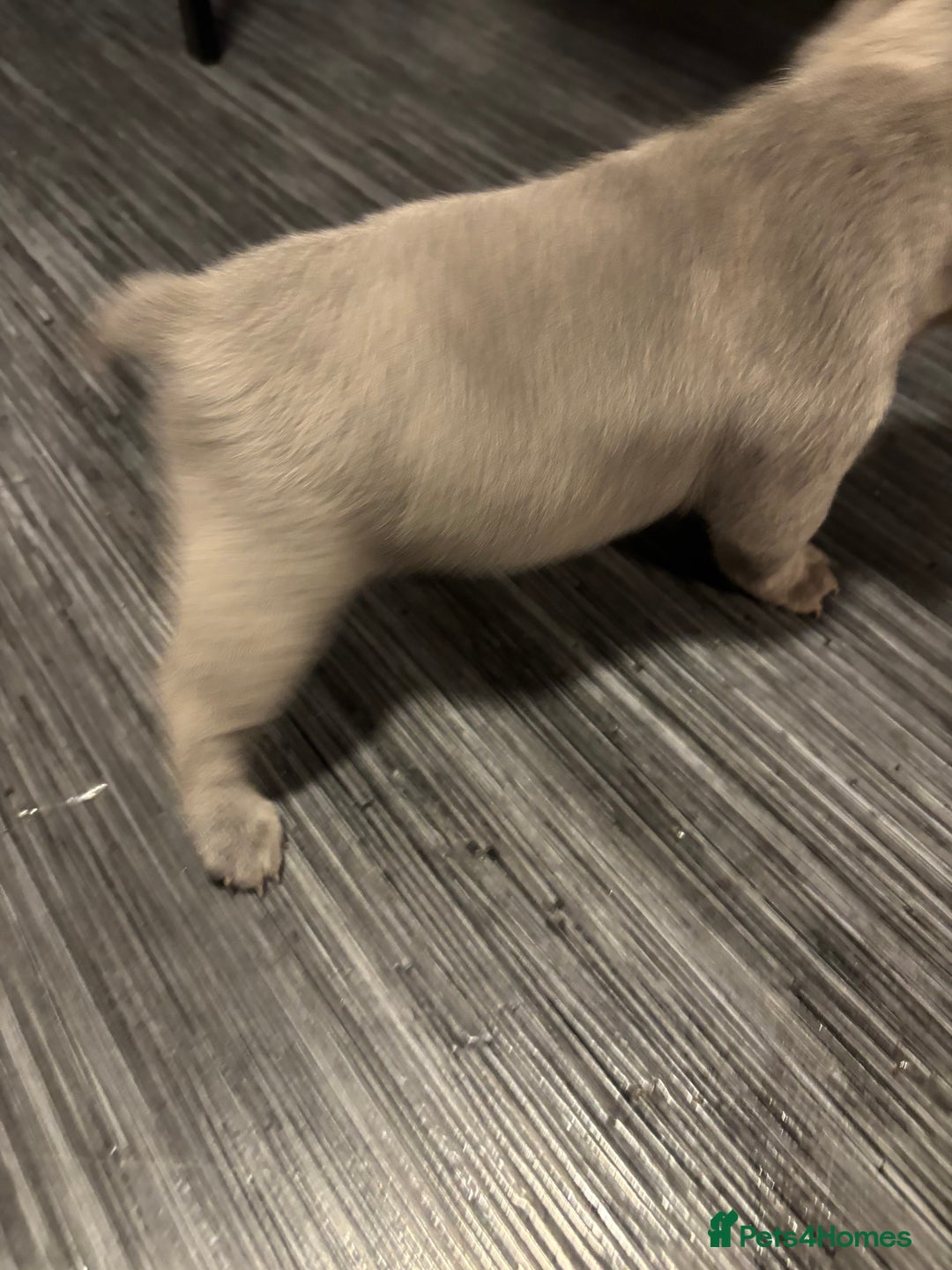 French Bulldog dogs for sale: Male French bulldog puppies  - Advert 10