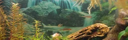 Danios fish for sale: 5X Emerald Dwarf Rasbora (Danio Erythromicron) £15 in Perth - Advert 6
