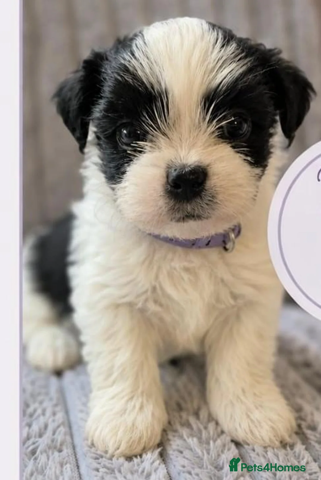 Lhasa Apso dogs for sale: Need a forever home in Fleetwood - Advert 1