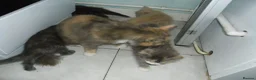 Mixed Breed cats for sale: 5 BEAUTIFUL KITTENS FOR SALE - Advert 2
