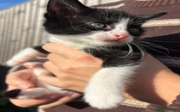 Mixed Breed cats for sale: 5 Gorgeous kittens available now - Image 26