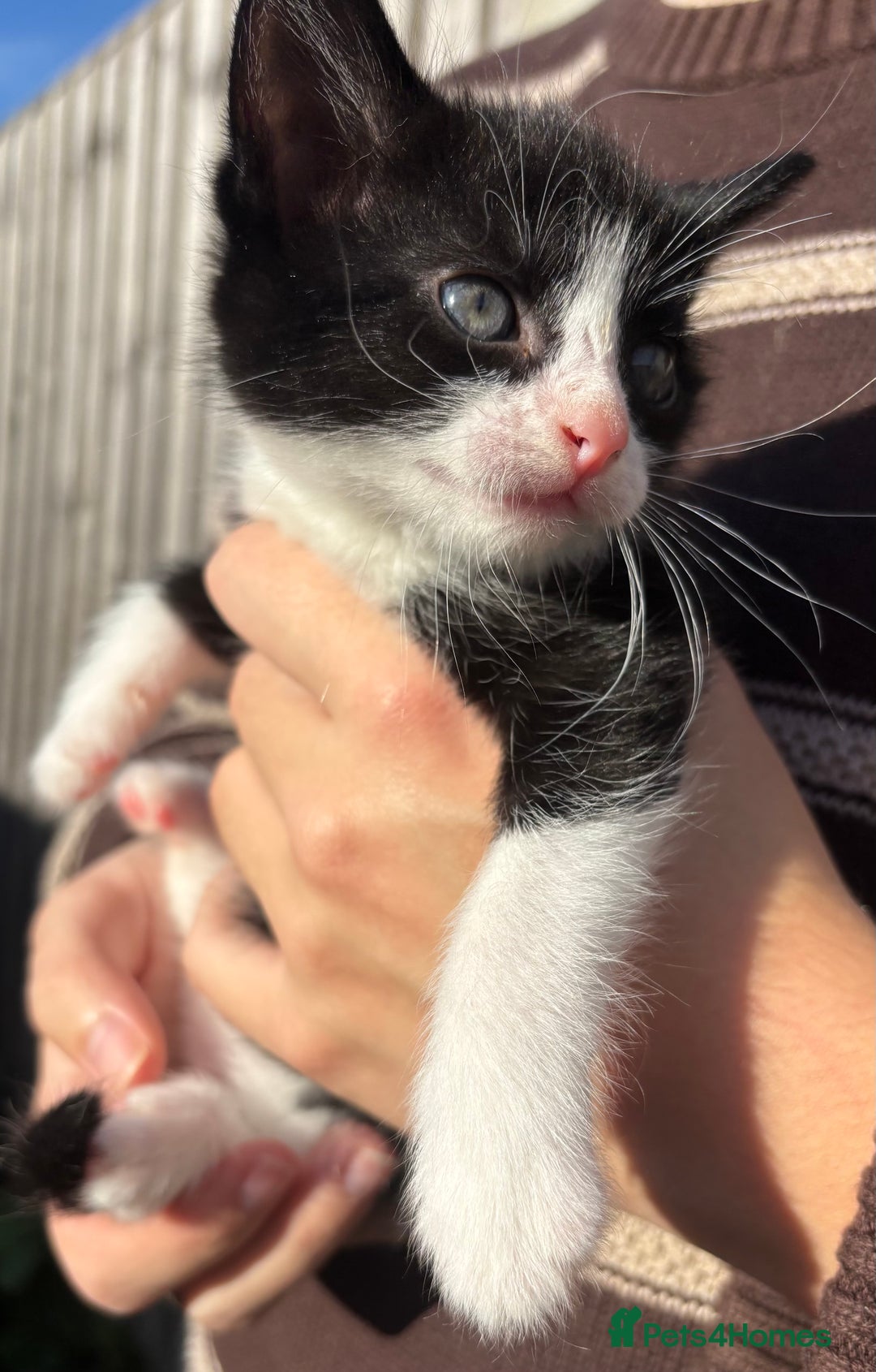 Mixed Breed cats for sale: 5 Gorgeous kittens available now - Image 26
