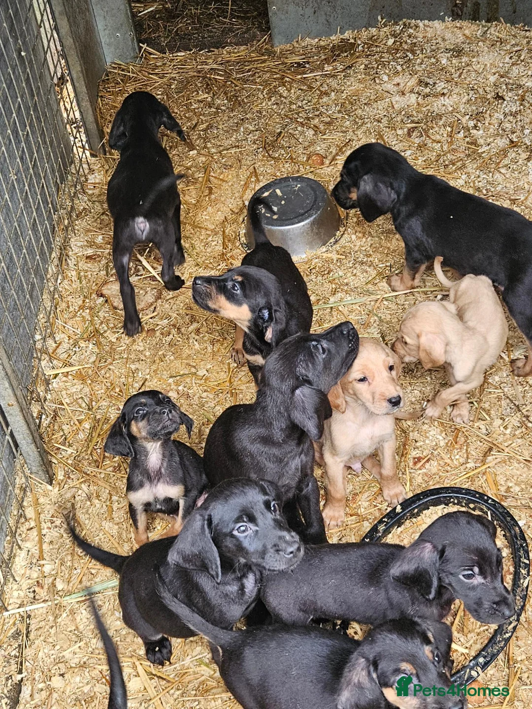 Mixed Breed dogs for sale: Labradore x bloodhounds  - Advert 4