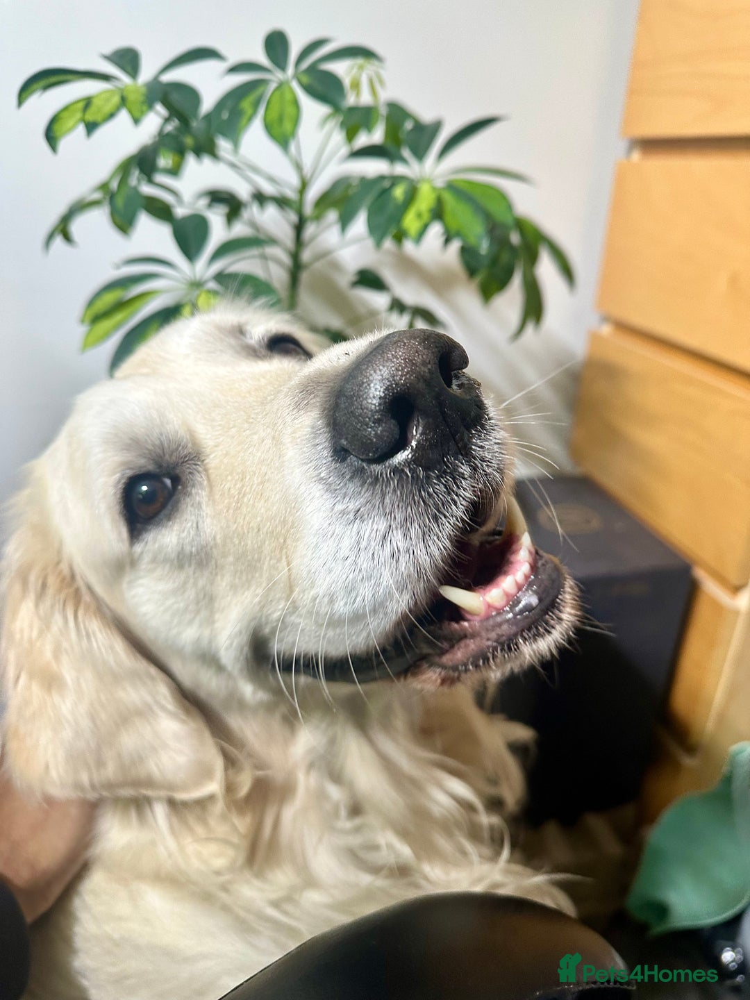Golden Retriever dogs for stud: KC English Cream Golden Retriever Stud - Image 35