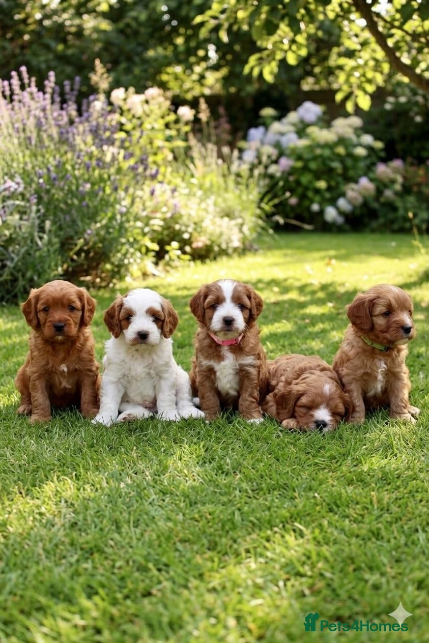 Cavapoo dogs Adorable Cavapoo Puppies looking for ⭐⭐⭐⭐⭐ homes - Advert 17