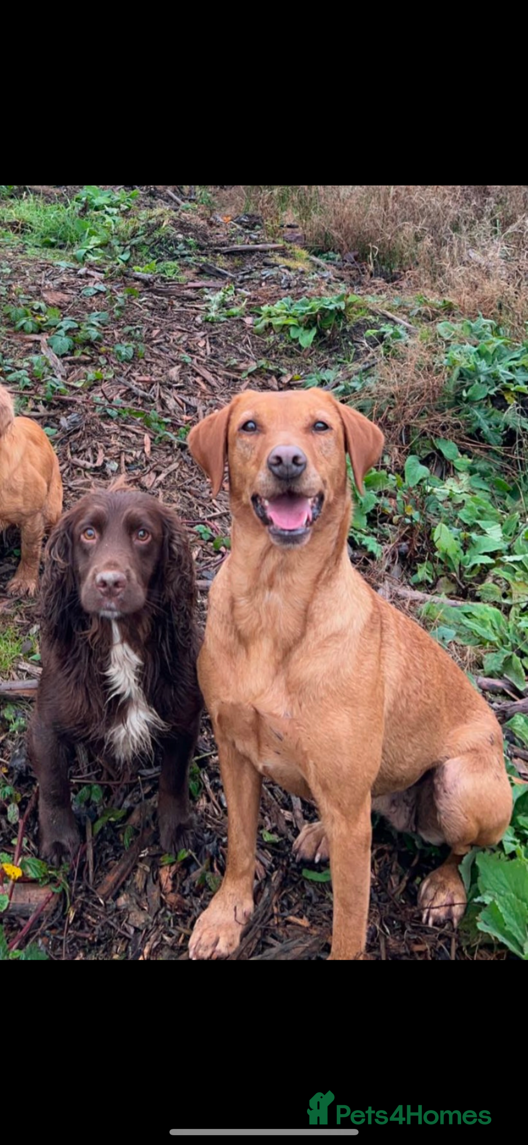 Mixed Breed dogs for sale: Lab x patterdale  - Image 8