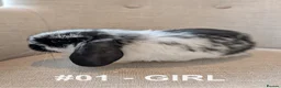 Mini Lop rabbits for sale: Exceptional Mini-Lops. Collect from: 11th May - Advert 6