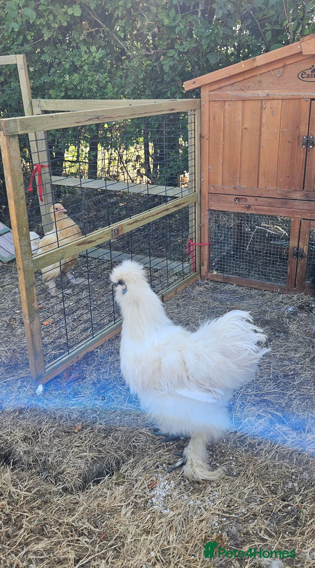 Chickens poultry for sale: White Silkie Cockerel in Ashford - Advert 2