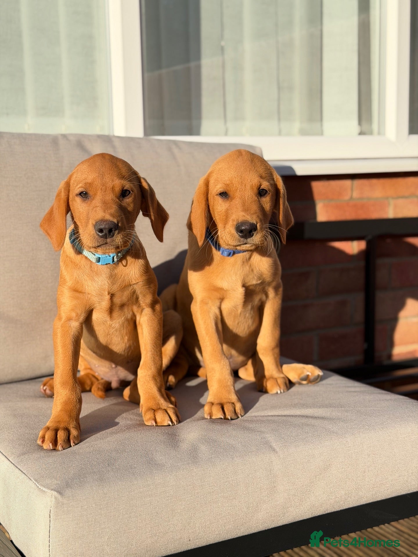 Labrador Retriever dogs Labrador Retriever puppies - Advert 2
