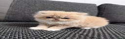 Persian cats for sale: Beautiful Purebred Female Golden Persian  - Advert 3