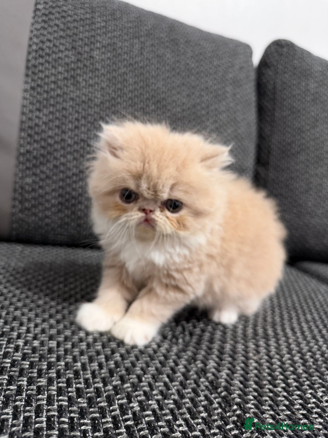 Persian cats for sale: Beautiful Purebred Female Golden Persian  - Advert 3