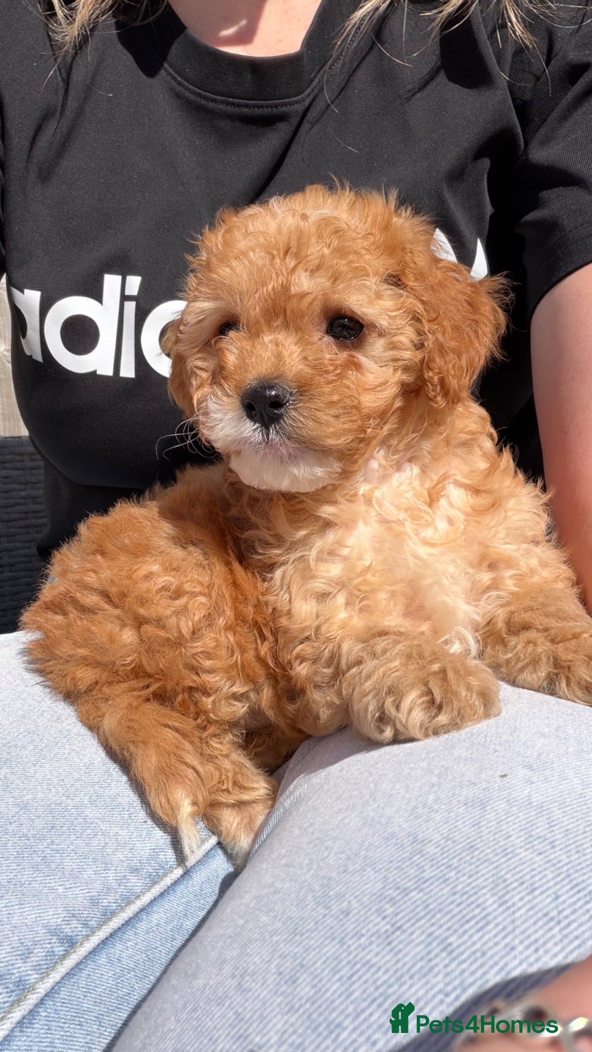 Cavapoo dogs Cavapoo - Advert 1