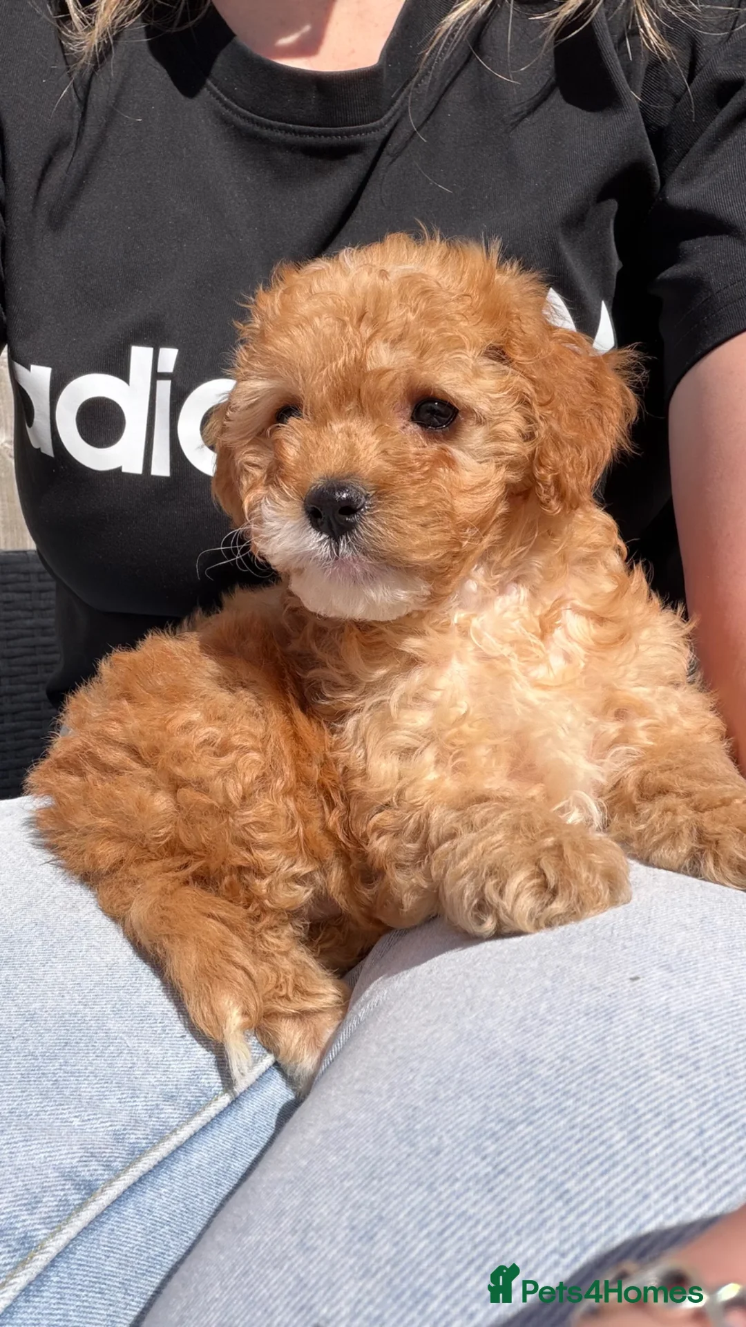 Cavapoo dogs for sale: Cavapoo in Clitheroe - Advert 1
