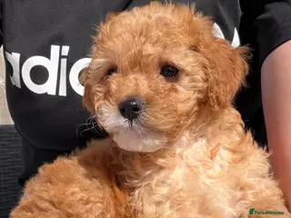 Cavapoo dogs Cavapoo - Advert 1