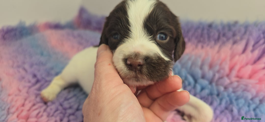 English Springer Spaniel dogs for sale: KC clear DNA vax vetted Springer Pups - Image 15