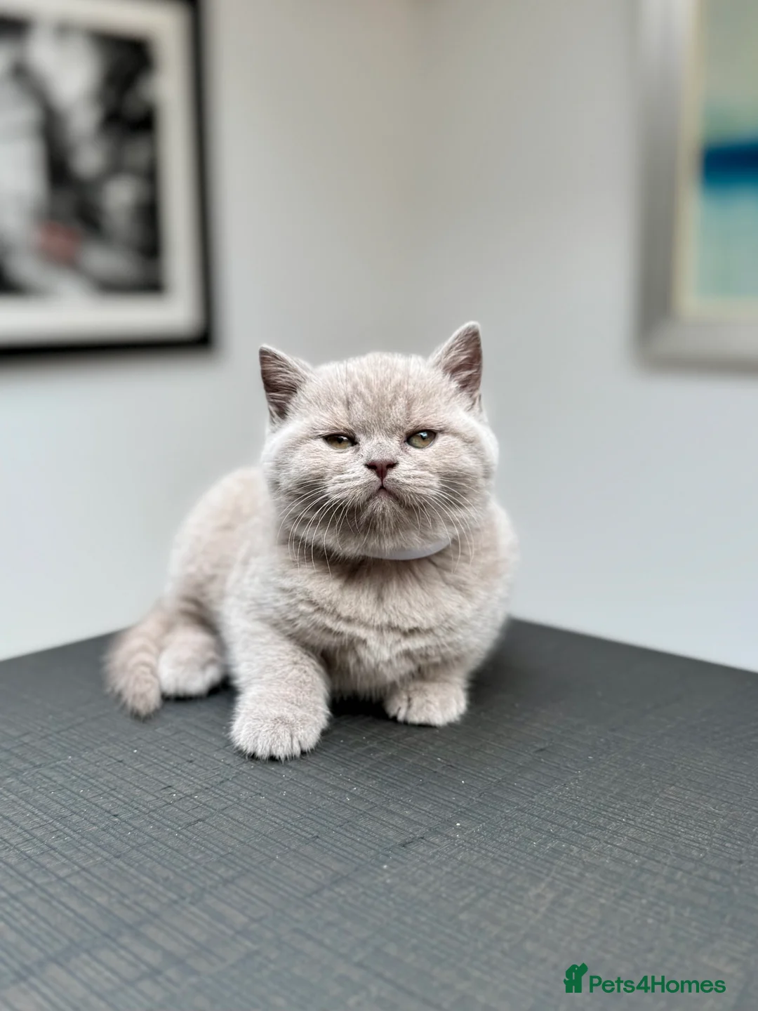 British Shorthair cats for sale: Stunning Pedigree British Shorthair Kittens - Advert 11