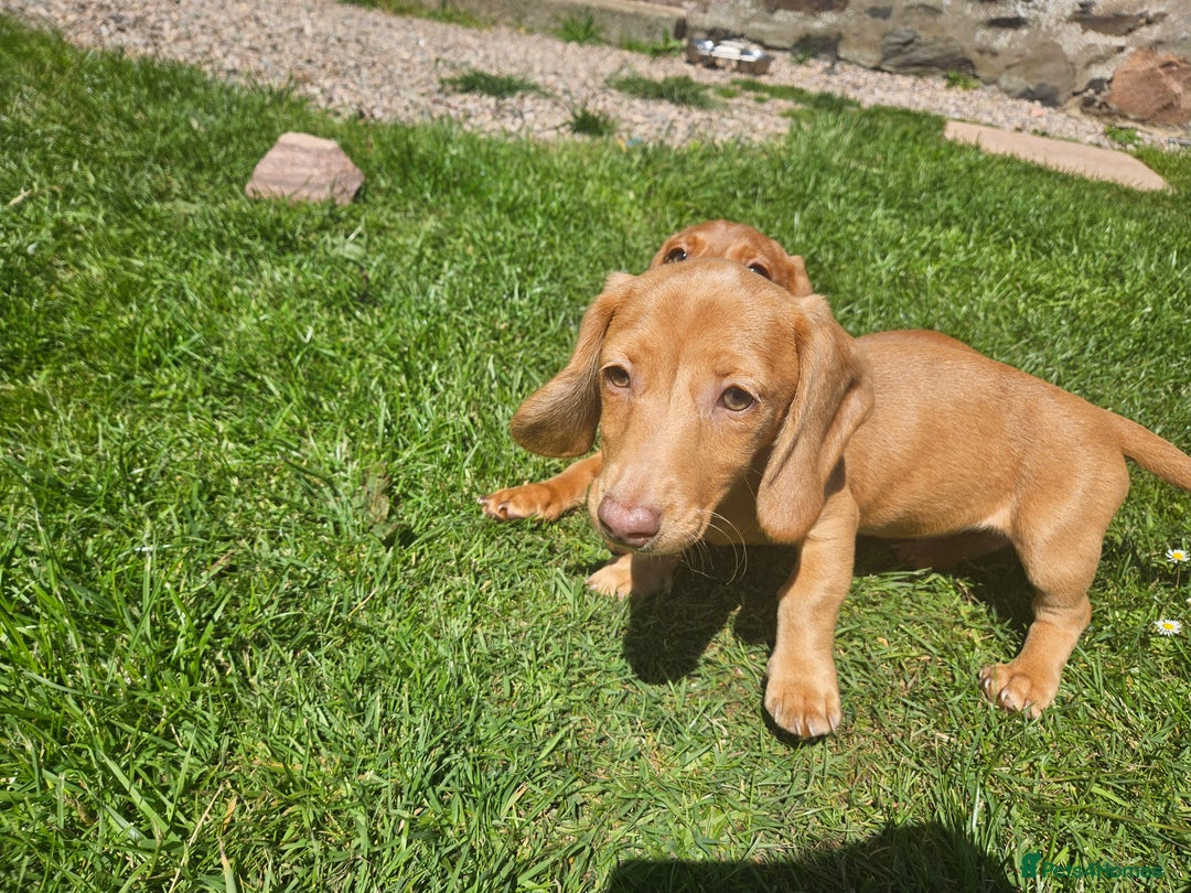 Miniature Dachshund dogs for sale: Miniture dachshund puppys  in Turriff - Image 6