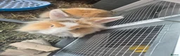 Lionhead rabbits for sale: Lionhead rabbit with cage - Advert 2