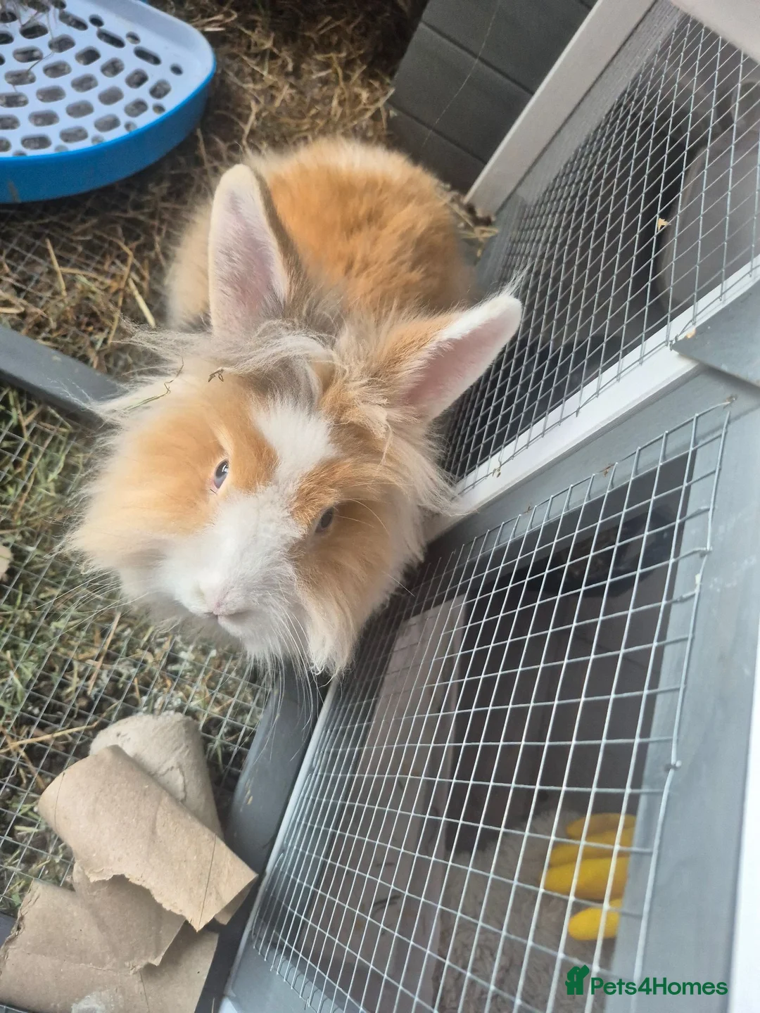 Lionhead rabbits for sale: Lionhead rabbit with cage - Advert 2