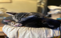 Bengal cats for sale: Stunning Bengal Plus - Image 6