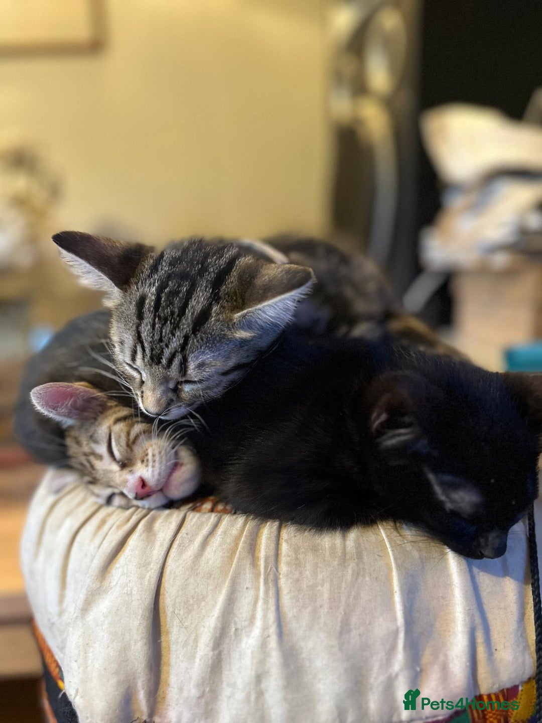 Bengal cats for sale: Stunning Bengal Plus - Image 6