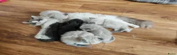Mixed Breed cats for sale: Beauty fluffy litter ragdoll-ragcoon mix - Advert 1