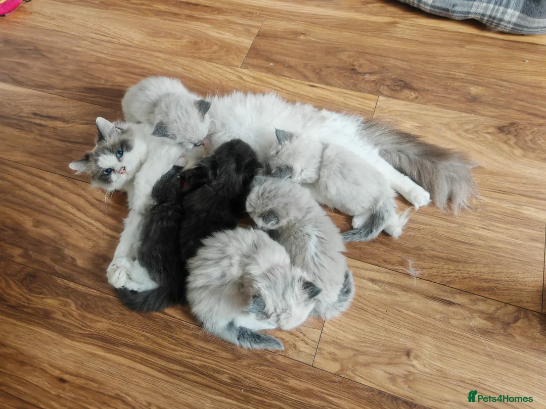 Mixed Breed cats for sale: Beauty fluffy litter ragdoll-ragcoon mix - Advert 1