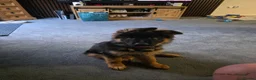 German Shepherd dogs for sale: Beautiful Black&Tan German Shepherd Male (Shadow) in Wellingborough - Advert 15