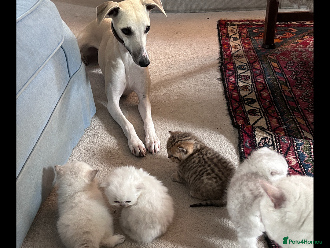 Whippet dogs for sale: Top quality pups due October - Image 15