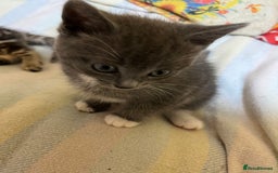 British Shorthair cats for sale: Gorgeous friendly kittens - Image 10