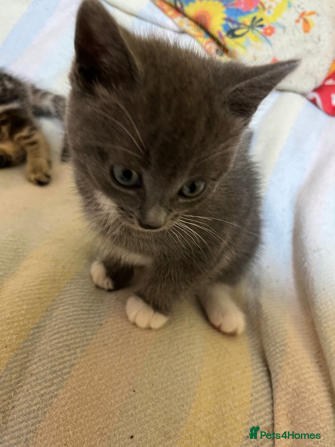 British Shorthair cats for sale: Gorgeous friendly kittens - Image 10