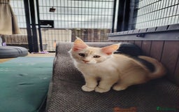 Maine Coon cats for sale: Home raised stunning Mainecoon boys. - Image 13
