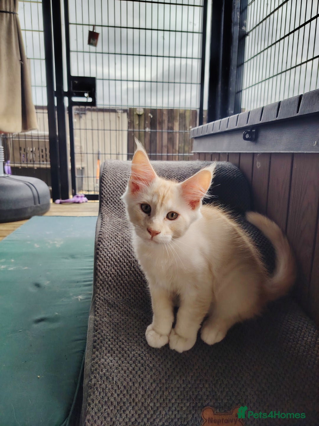 Maine Coon cats for sale: Home raised stunning Mainecoon boys. - Image 13