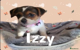 Jack Russell dogs for sale: miniature Jack Russell Puppies - Image 8