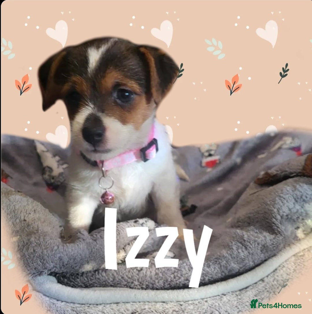 Jack Russell dogs for sale: miniature Jack Russell Puppies - Image 8
