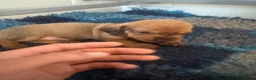 Dachshund dogs for sale: Standard wirehaired dachshund  in Kelso - Advert 14