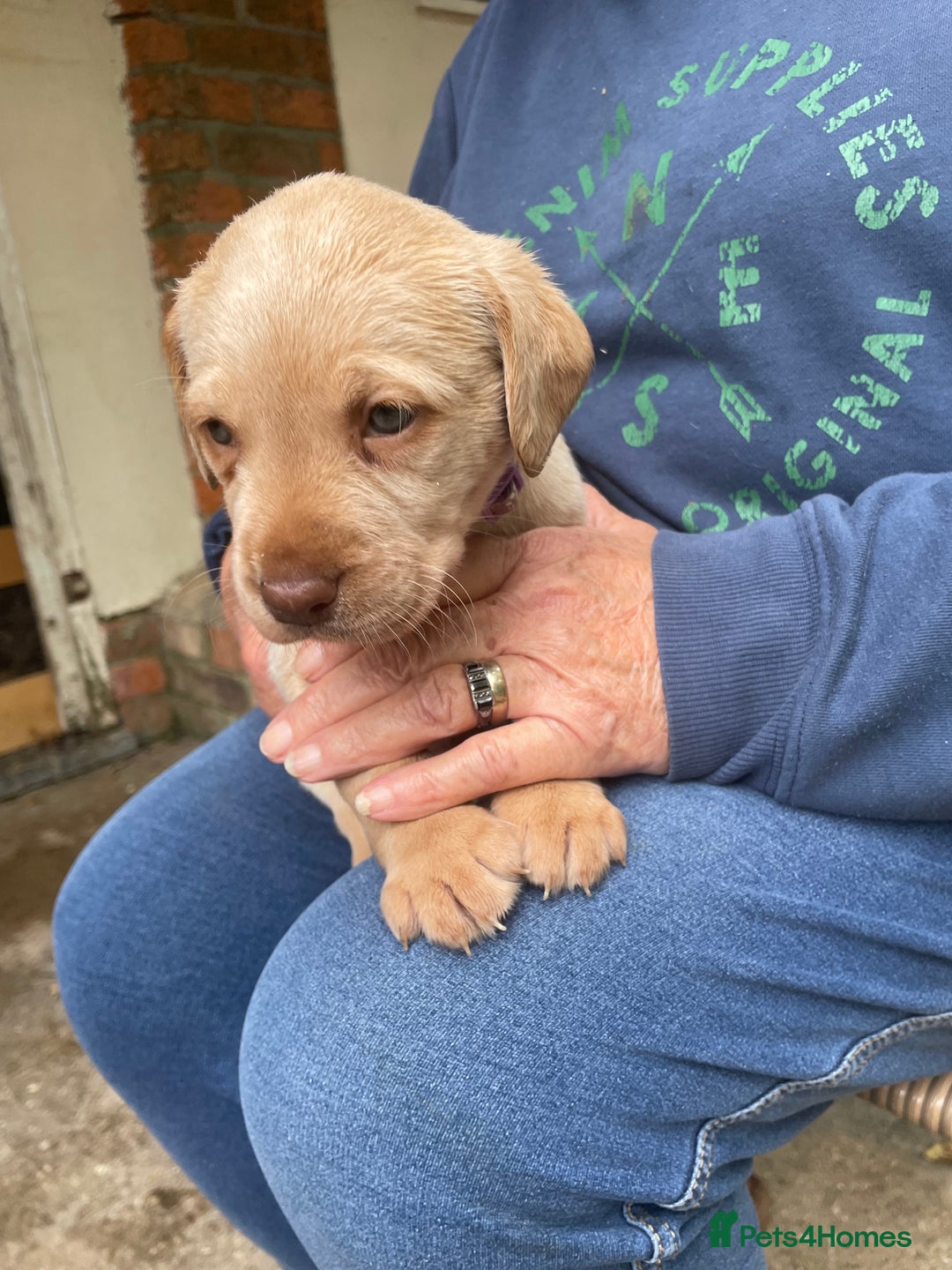 Labrador Retriever dogs for sale: Labrador retriever puppies  - Image 5