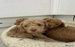 Toy Poodle dogs for sale: Tiny toy poodle boys  - Advert 20