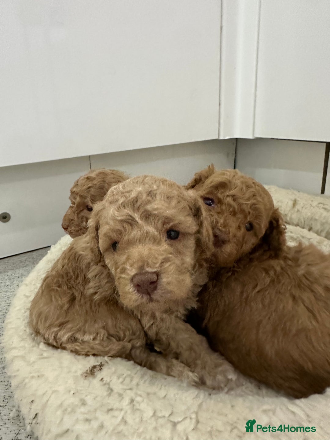 Toy Poodle dogs for sale: Tiny toy poodle boys  - Advert 20