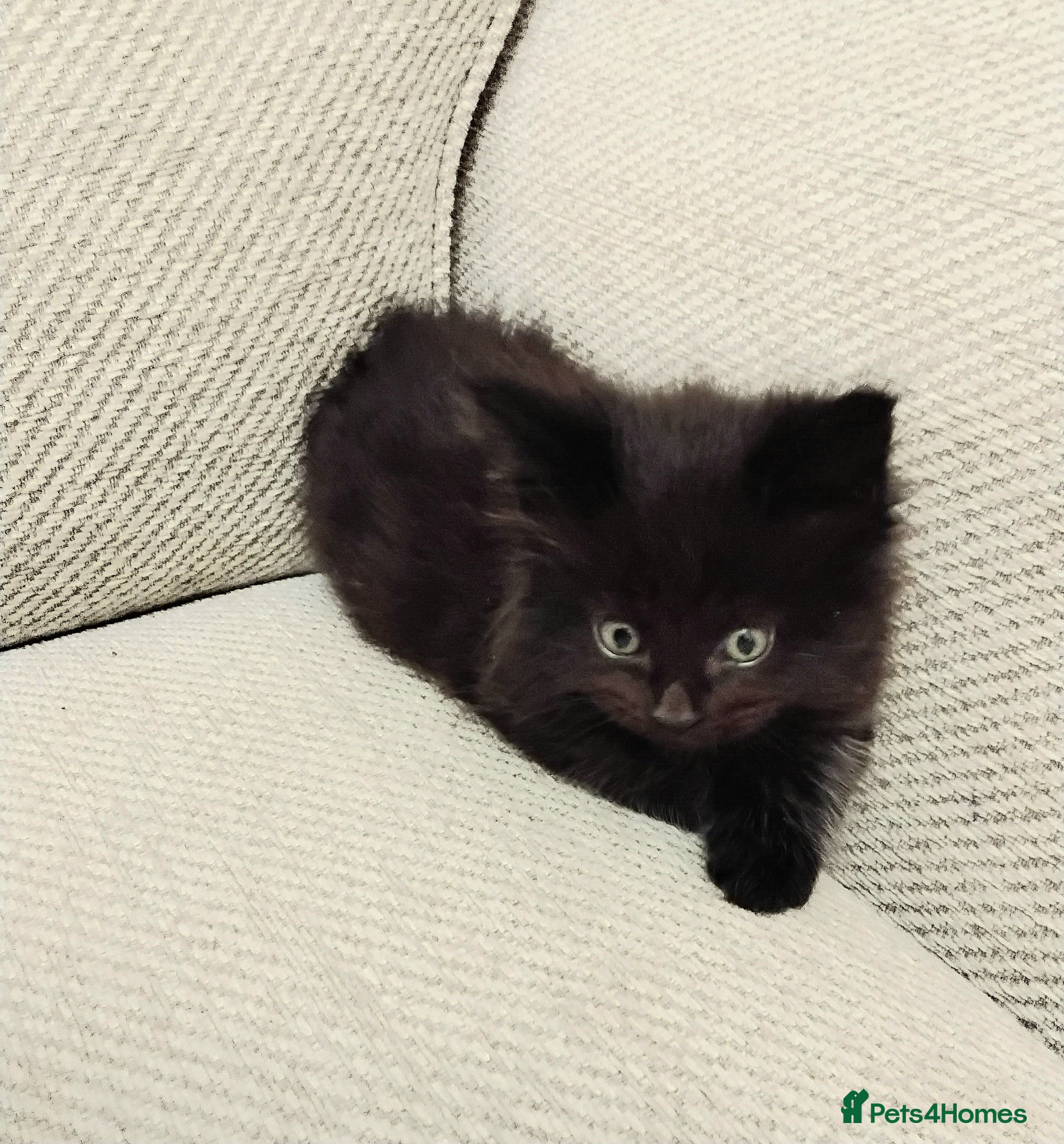 Maine Coon cats Exceptional Maine Coon kittens available - Advert 4