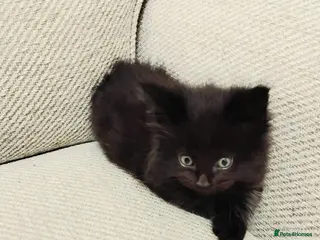 Maine Coon cats Exceptional Maine Coon kittens available - Advert 4