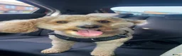Poochon dogs for stud: Rex male Poochon for stud in Heywood  - Advert 8